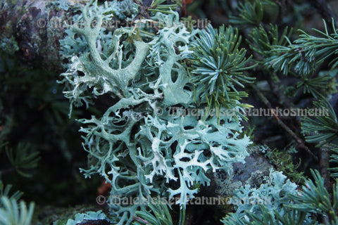 Cedarmoos abs. (3 ml)