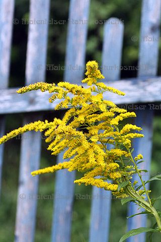 Goldrute spezial (2 ml)