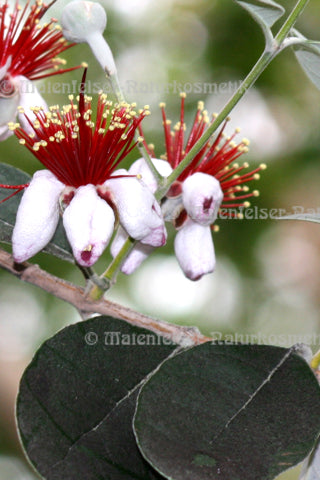 Guavenblätteröl (5 ml)