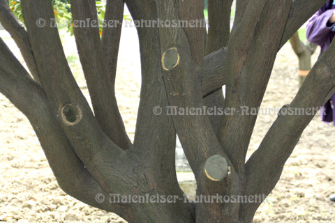 Mandarinenholz (3 ml)