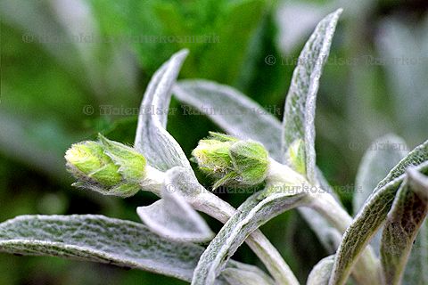 Moursalski CO2-Extrakt (Sideritis) (2 ml)