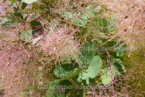 Perückenstrauch (3 ml)