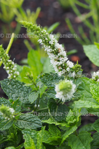 Pfefferminze Nana BIO (10 ml)