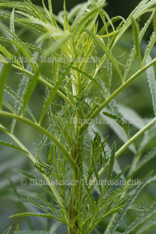 Tagetes - Madagaskar (3 ml)