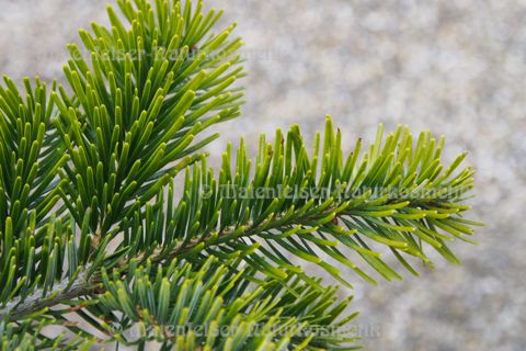 Tanne - Nordmanns-Tanne spezial (3 ml)