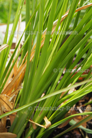 Vetiver normal Bio (5 ml)