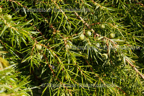 Wacholderbeeren (5 ml)