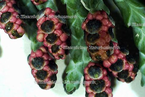 Zypresse - Lawson-Scheinzypresse (1 ml)