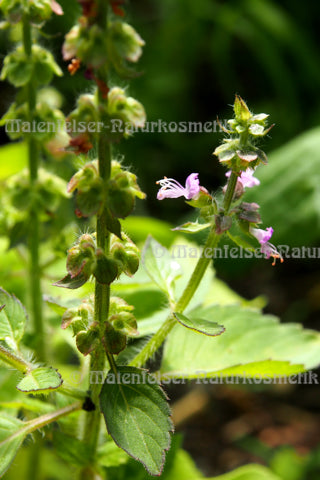 Basilikum Tulsi-Süd (3 ml)