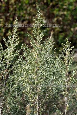 Beifuß weiß (2 ml)