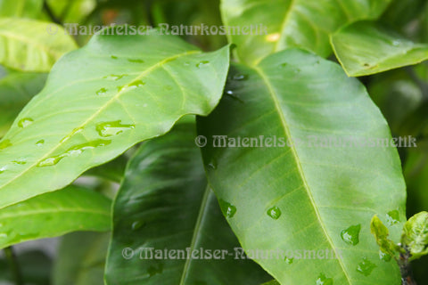 Bergamotte-Petitgrain (5 ml)