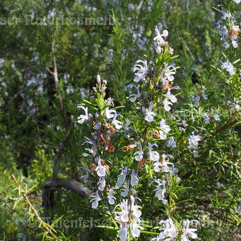 Rosmarin Premium (3 ml)