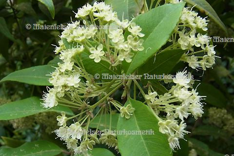 Myrte-Lemon BIO (2 ml)