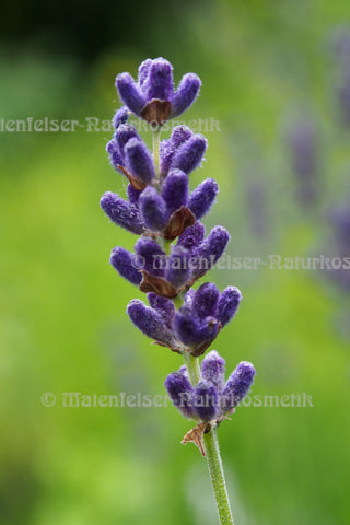 Lavendel bulgarisch BIO (10 ml)