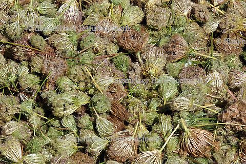 Karottensamenöl oriental BIO (3 ml)