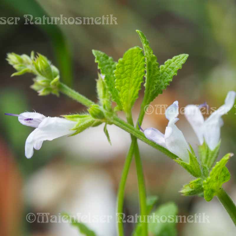 Salbei - African Salbei (2 ml)