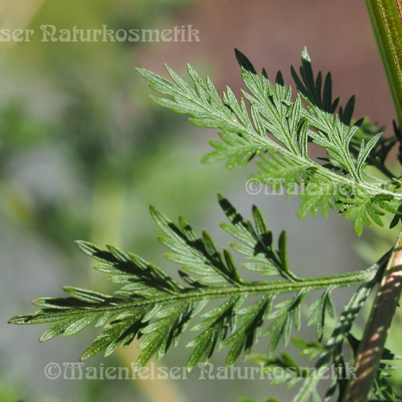 Annakraut Bio extra (3 ml)