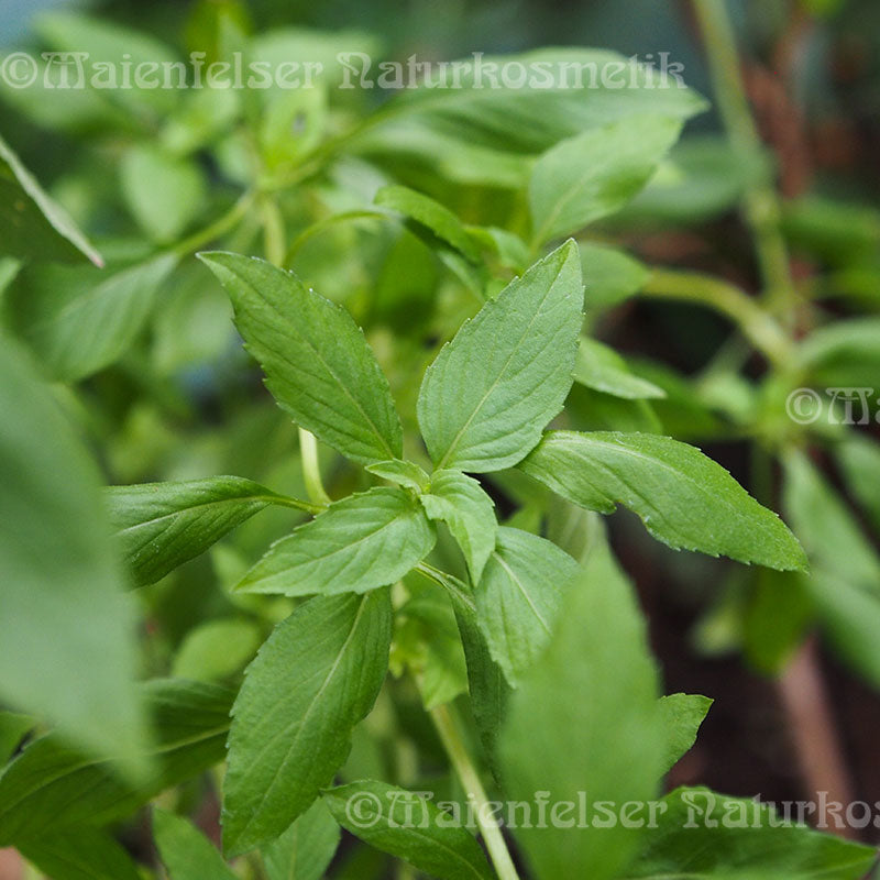 Basilikum indisch (5 ml)