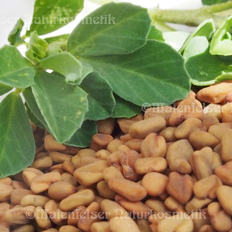 Bockshornklee abs. (2 ml)