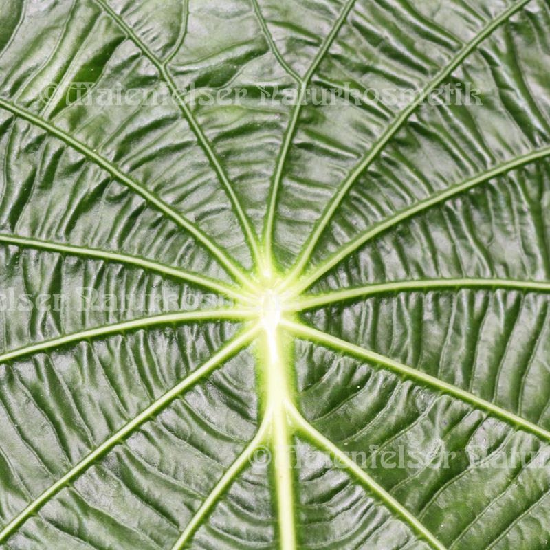 Concentration (10 ml)