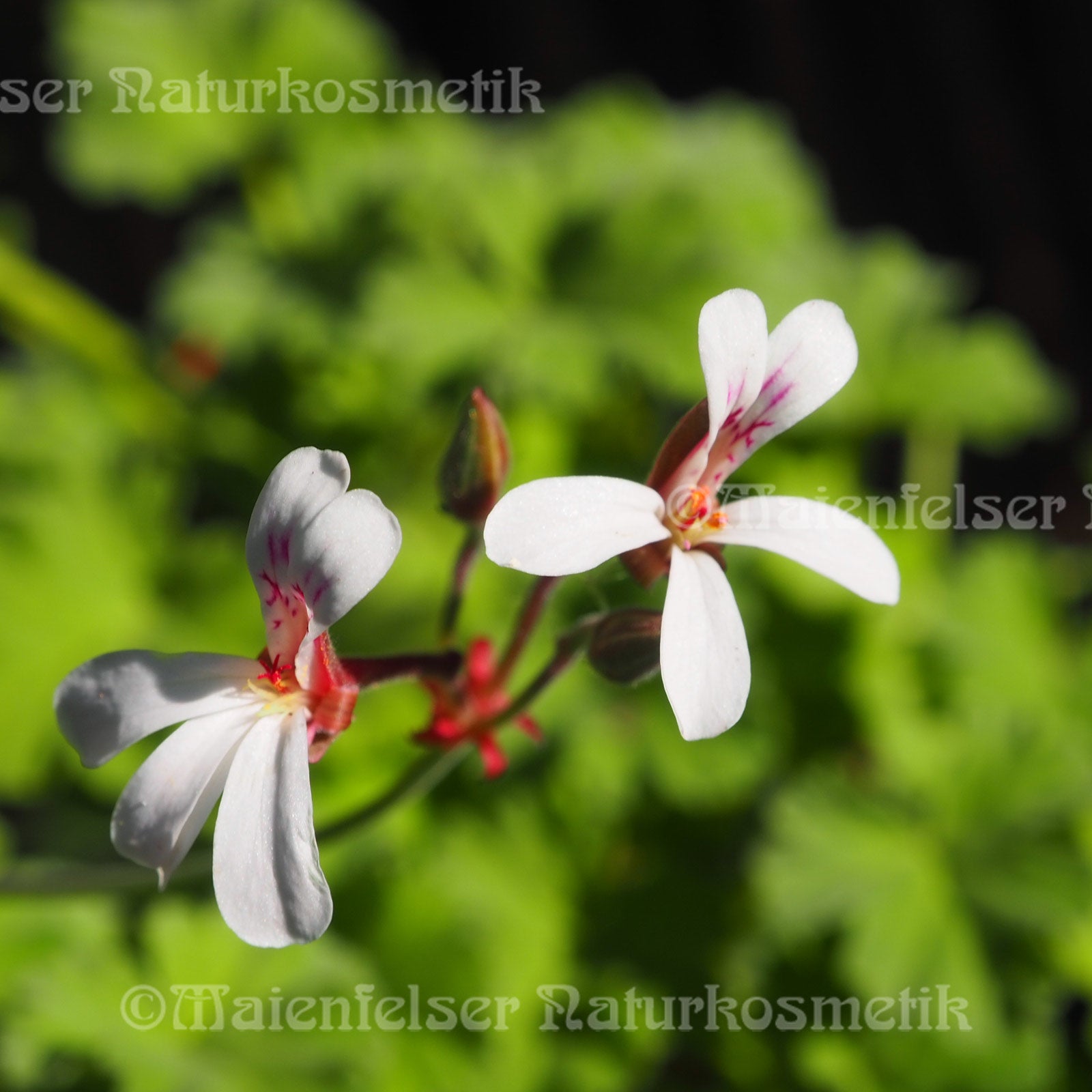 Geranium "Panduriöl" (2ml)