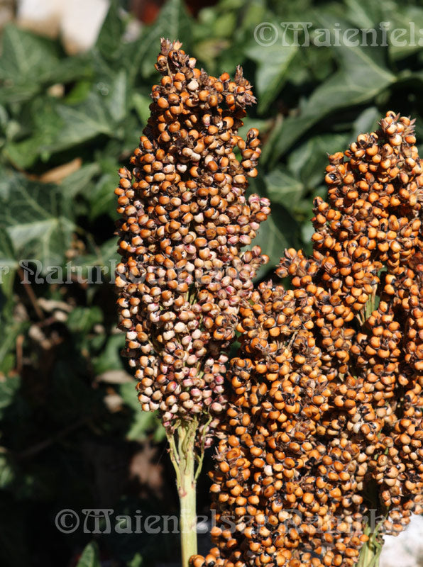 Hirsesamenöl CO2 BIO