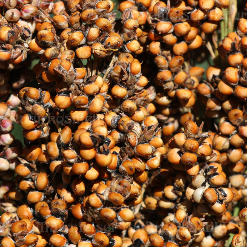 Hirsesamenöl CO2 BIO