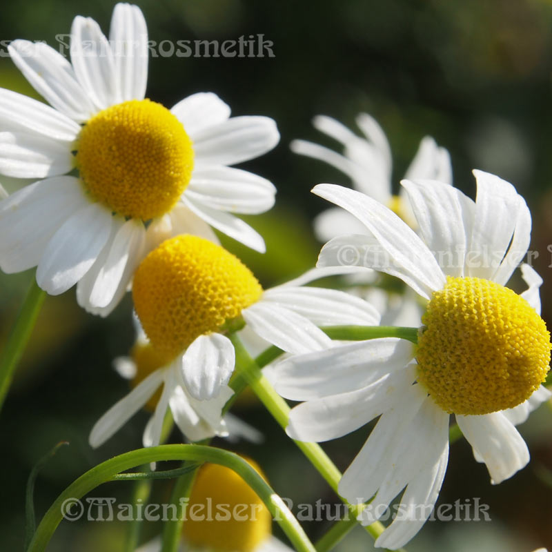 Kamille blau wild BIO (1 ml)