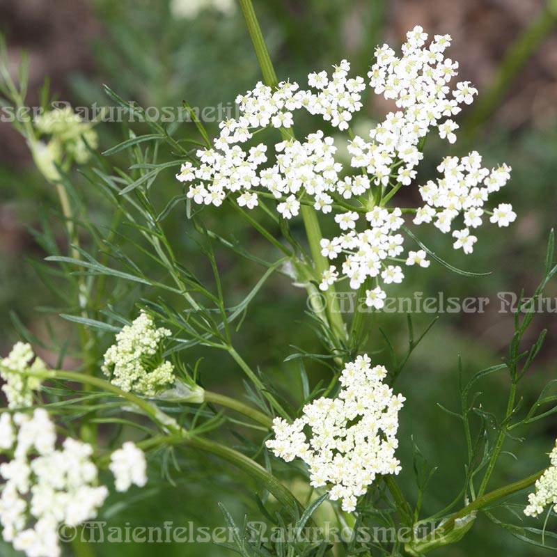 Kümmel normal (10 ml)