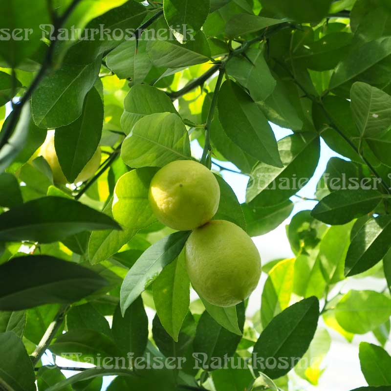 Limone BIO spezial dest. (10 ml)