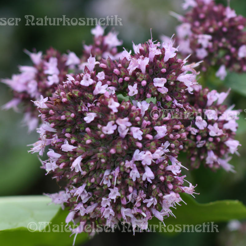 Majoran extra BIO (2 ml)