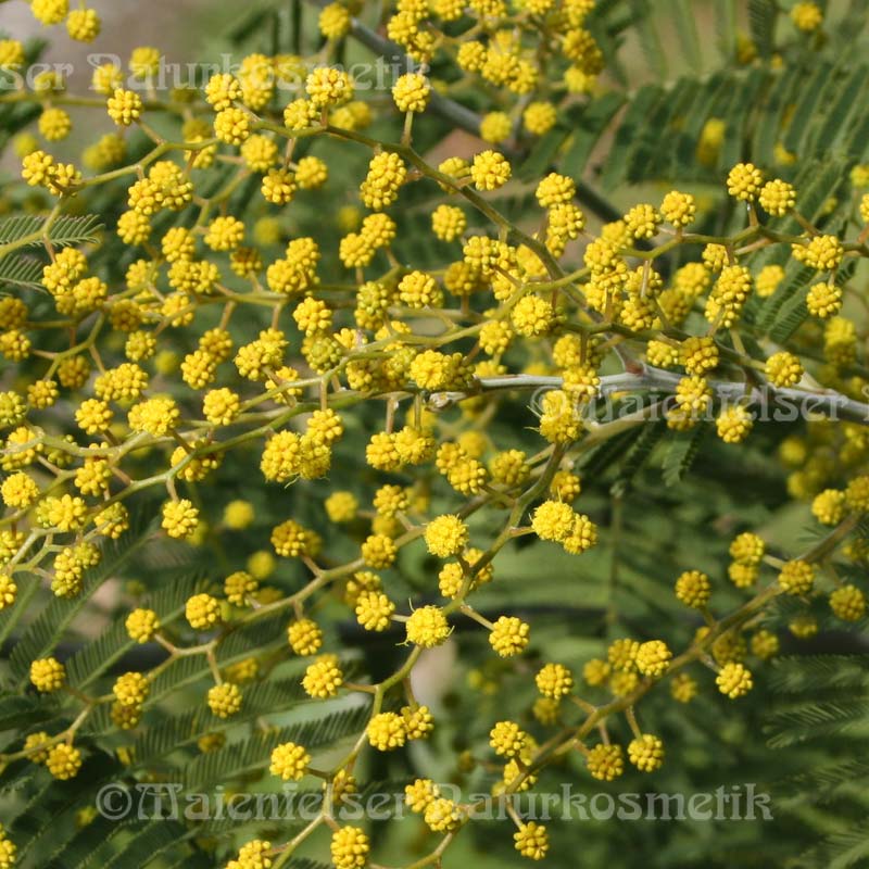 Mimose abs. pur (1 ml)