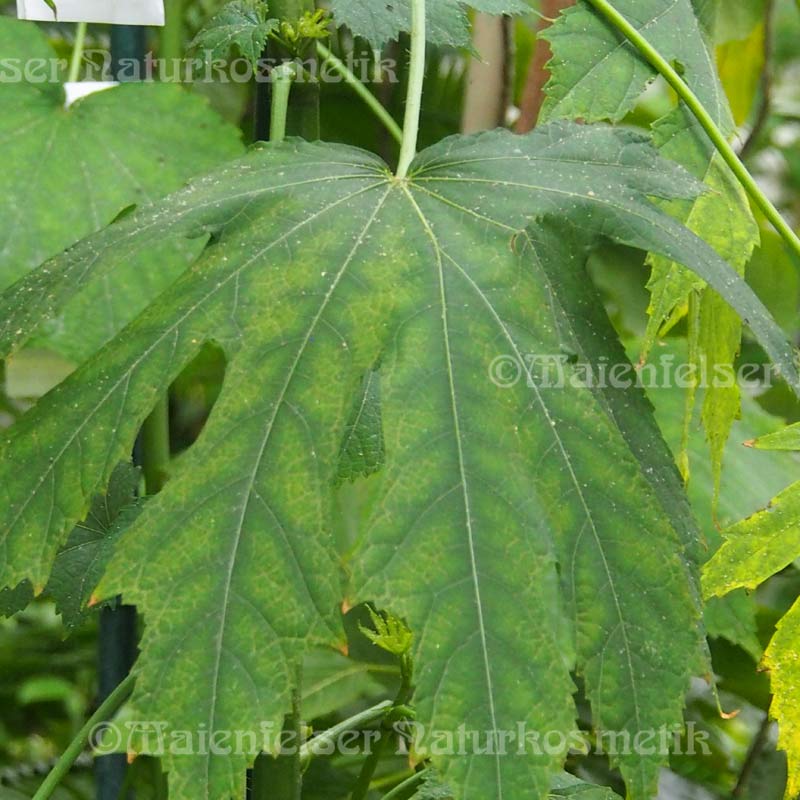 Moschuskörner dest. (1 ml)