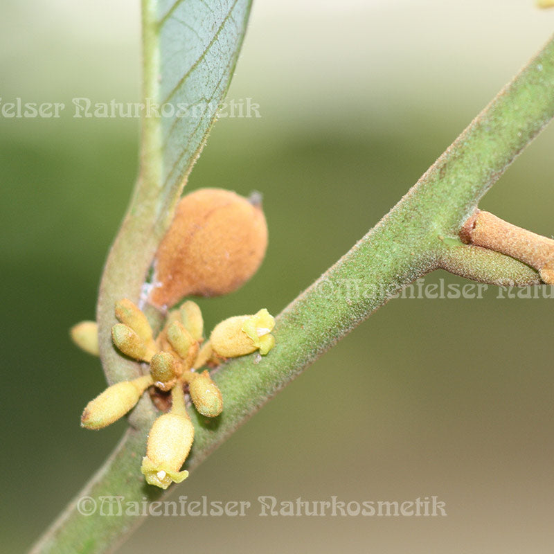 Muskatnuss extra BIO (10 ml)