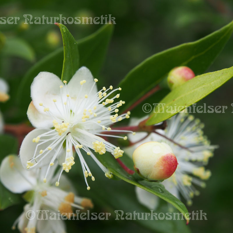 Myrte spezial BIO (5ml)