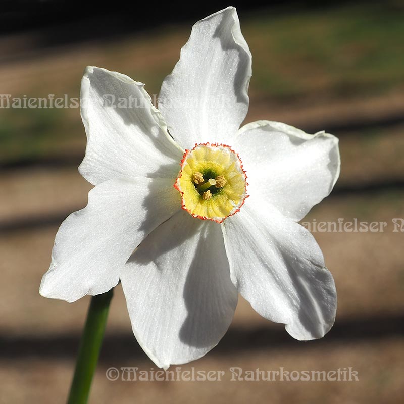 Narzisse abs. pur (1 ml)