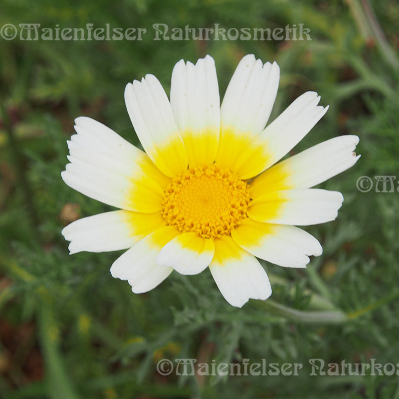 Kamille ormenis mixta (2 ml)