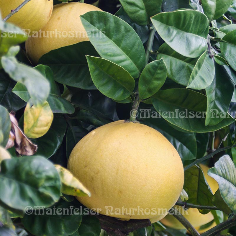 Pampelmuse pink (10 ml)