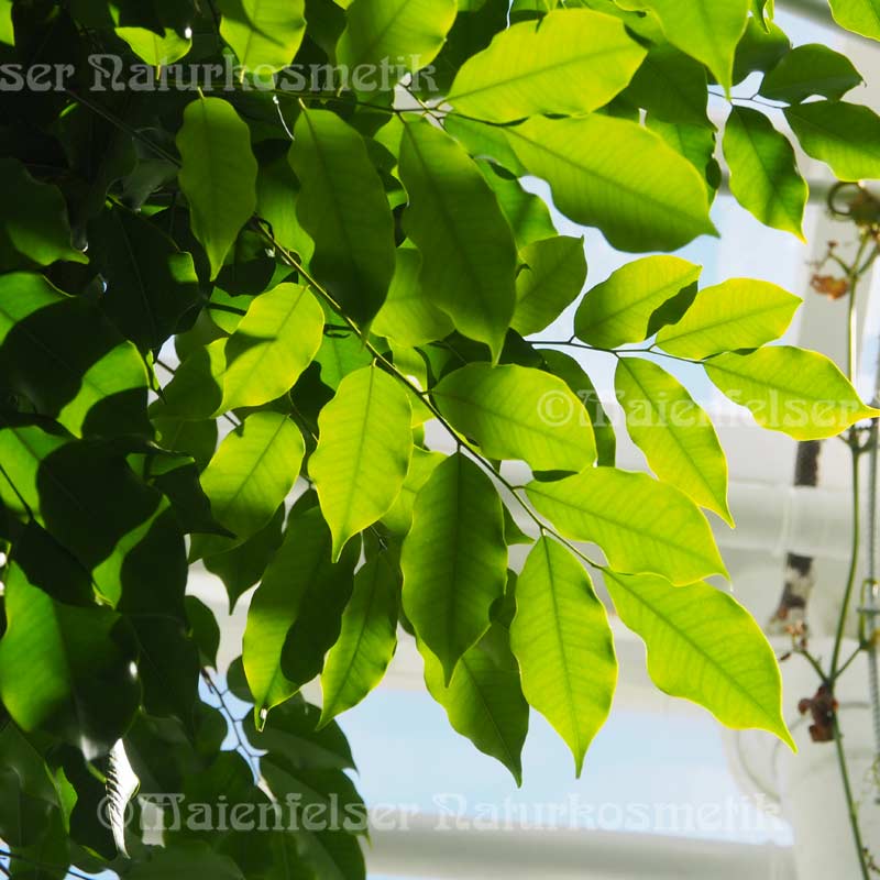 Perubalsamöl (5 ml)