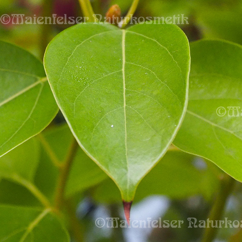 Ravintsara 1a BIO (5 ml)