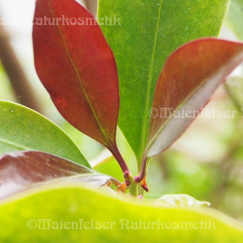 Sternanis BIO (10 ml)