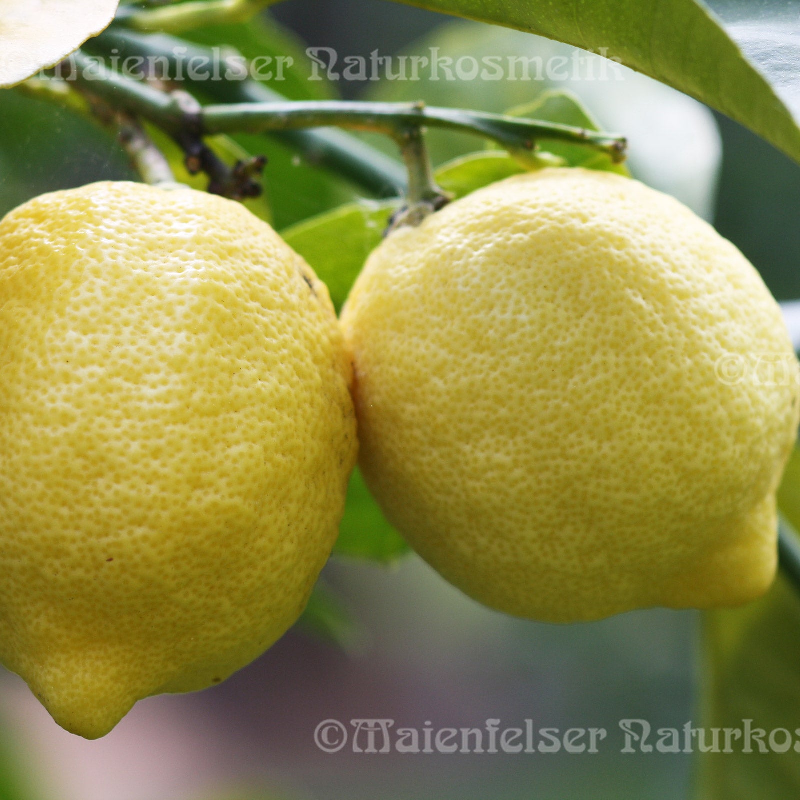 Zitrone BIO Spanien (10ml)