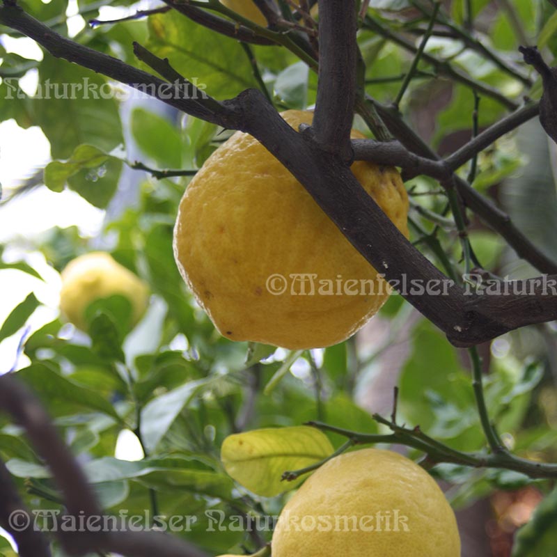 Zitrone extra BIO (10 ml)