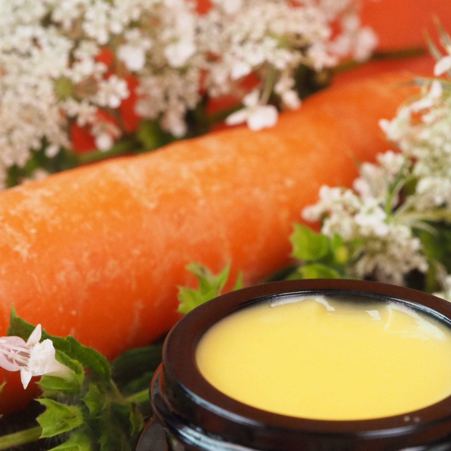 Geöffneter 7ml Melissen-Karotten Creme Tiegel. Daneben liegt eine Karotte.