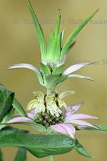 Monarde - Punktierte Monarde (2 ml)