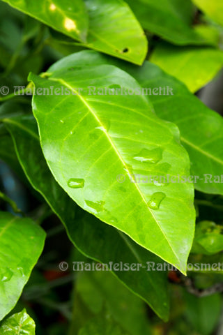 Limonen Petitgrain BIO, äth. Öl (2 ml)