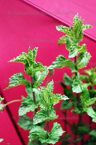 Pfefferminze - Krauseminze (10 ml)