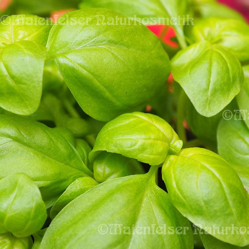 Basilikum fine BIO (3 ml)