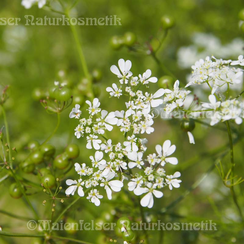 Coriander spezial BIO (5 ml)