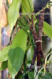 Vanille, echter Bourbon Extrakt (2 ml)